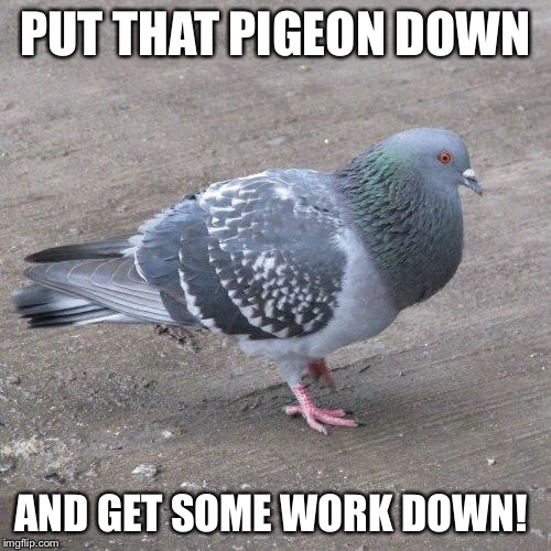 Hamburg Pigeon | PUT THAT PIGEON DOWN; AND GET SOME WORK DOWN! | image tagged in hamburg pigeon | made w/ Imgflip meme maker