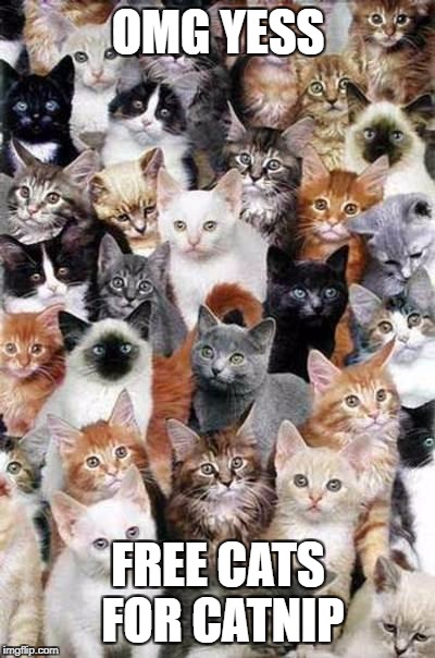 Cats 4 catnip | OMG YESS; FREE CATS FOR CATNIP | image tagged in did someone say catnip | made w/ Imgflip meme maker
