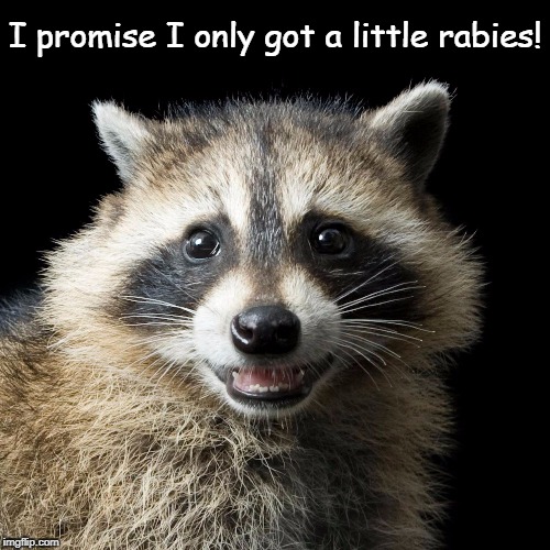 I promise I only got a little rabies! | image tagged in raccoon | made w/ Imgflip meme maker