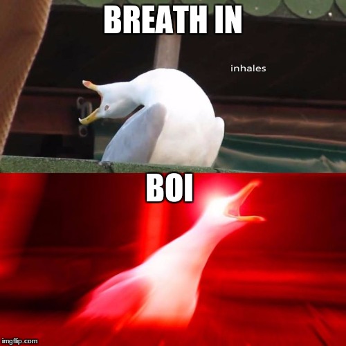inhaling bird meme | BREATH IN; BOI | image tagged in inhaling bird meme | made w/ Imgflip meme maker