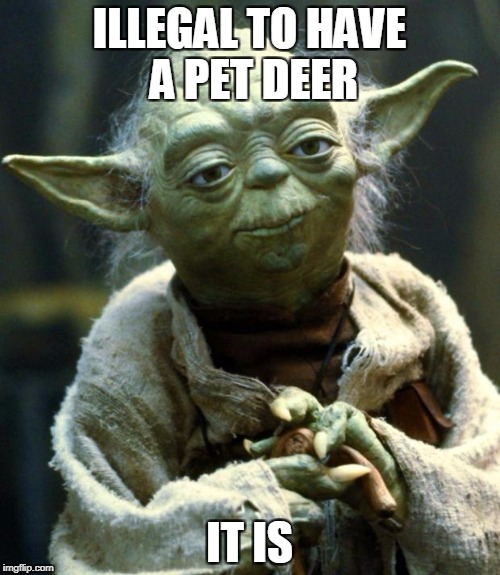 ILLEGAL TO HAVE A PET DEER IT IS | image tagged in memes,star wars yoda | made w/ Imgflip meme maker