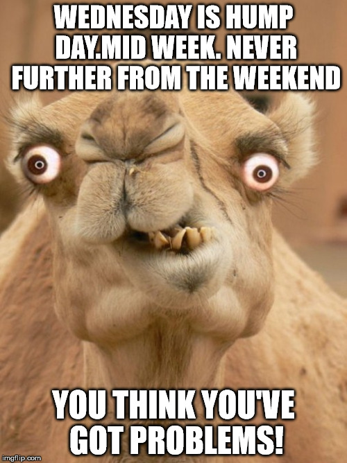 camel | WEDNESDAY IS HUMP DAY.MID WEEK. NEVER FURTHER FROM THE WEEKEND; YOU THINK YOU'VE GOT PROBLEMS! | image tagged in camel | made w/ Imgflip meme maker
