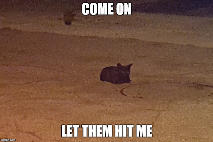 Cat Waiting For Impending Doom | COME ON; LET THEM HIT ME | image tagged in cat,night,road | made w/ Imgflip meme maker