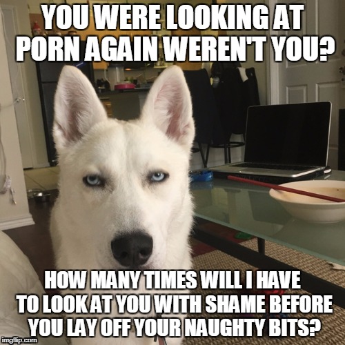 Dog Caption Porn - Image tagged in shame dog,porn - Imgflip