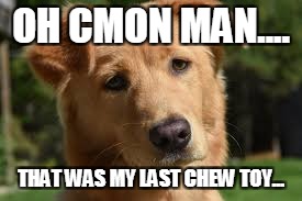 OH CMON MAN.... THAT WAS MY LAST CHEW TOY... | image tagged in chew toy,dogs,sad | made w/ Imgflip meme maker