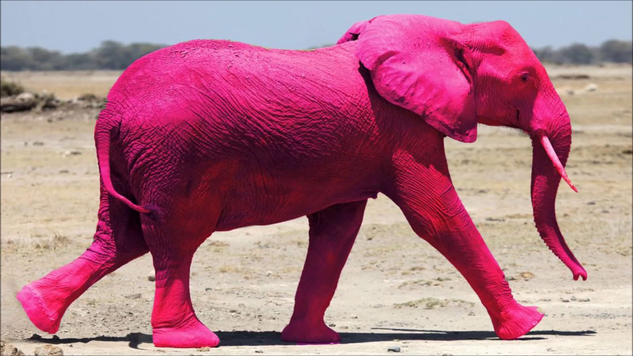 Pink Elephant Blank Meme Template