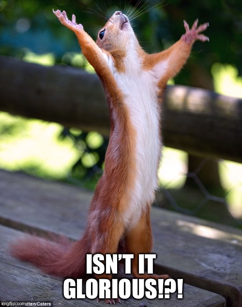 happy squirrel | ISN’T IT GLORIOUS!?! | image tagged in happy squirrel | made w/ Imgflip meme maker