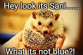 SEGA has been lying to us all along! | Hey look its Sani...... What its not blue?! | image tagged in sonic the hedgehog,memes | made w/ Imgflip meme maker