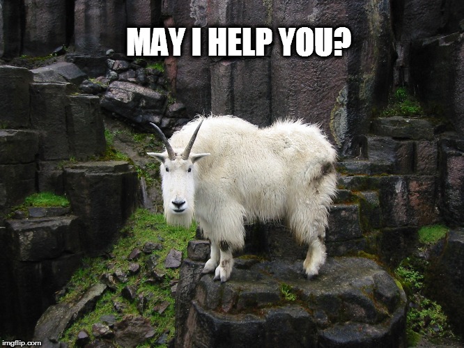 Ram  | MAY I HELP YOU? | image tagged in ram | made w/ Imgflip meme maker