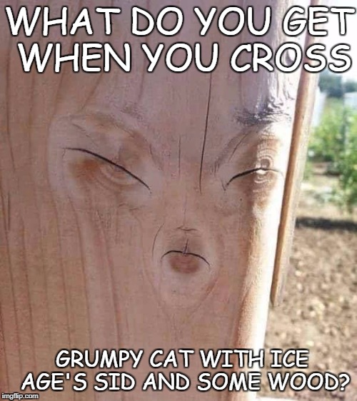 grumpy cat+sid+wood | WHAT DO YOU GET WHEN YOU CROSS; GRUMPY CAT WITH ICE AGE'S SID AND SOME WOOD? | image tagged in grumpy cat,sid the sloth,wood | made w/ Imgflip meme maker