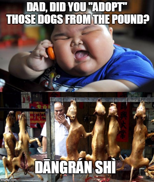 DAD, DID YOU "ADOPT" THOSE DOGS FROM THE POUND? DĀNGRÁN SHÌ | made w/ Imgflip meme maker