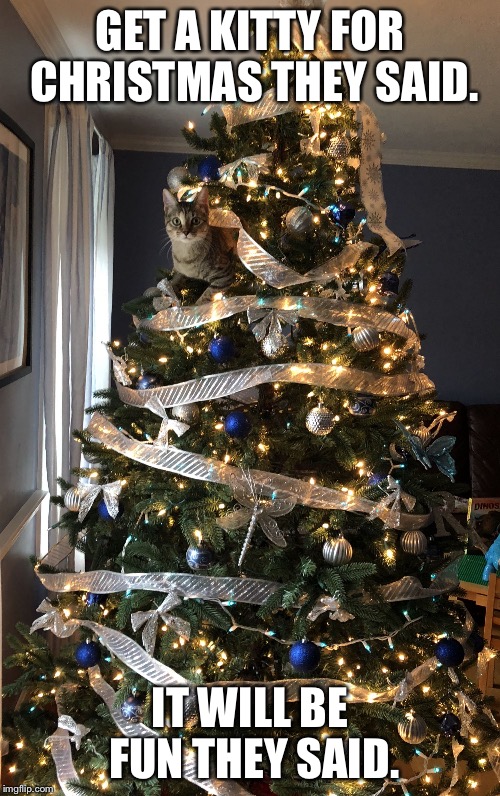 GET A KITTY FOR CHRISTMAS THEY SAID. IT WILL BE FUN THEY SAID. | image tagged in kitty in tree | made w/ Imgflip meme maker