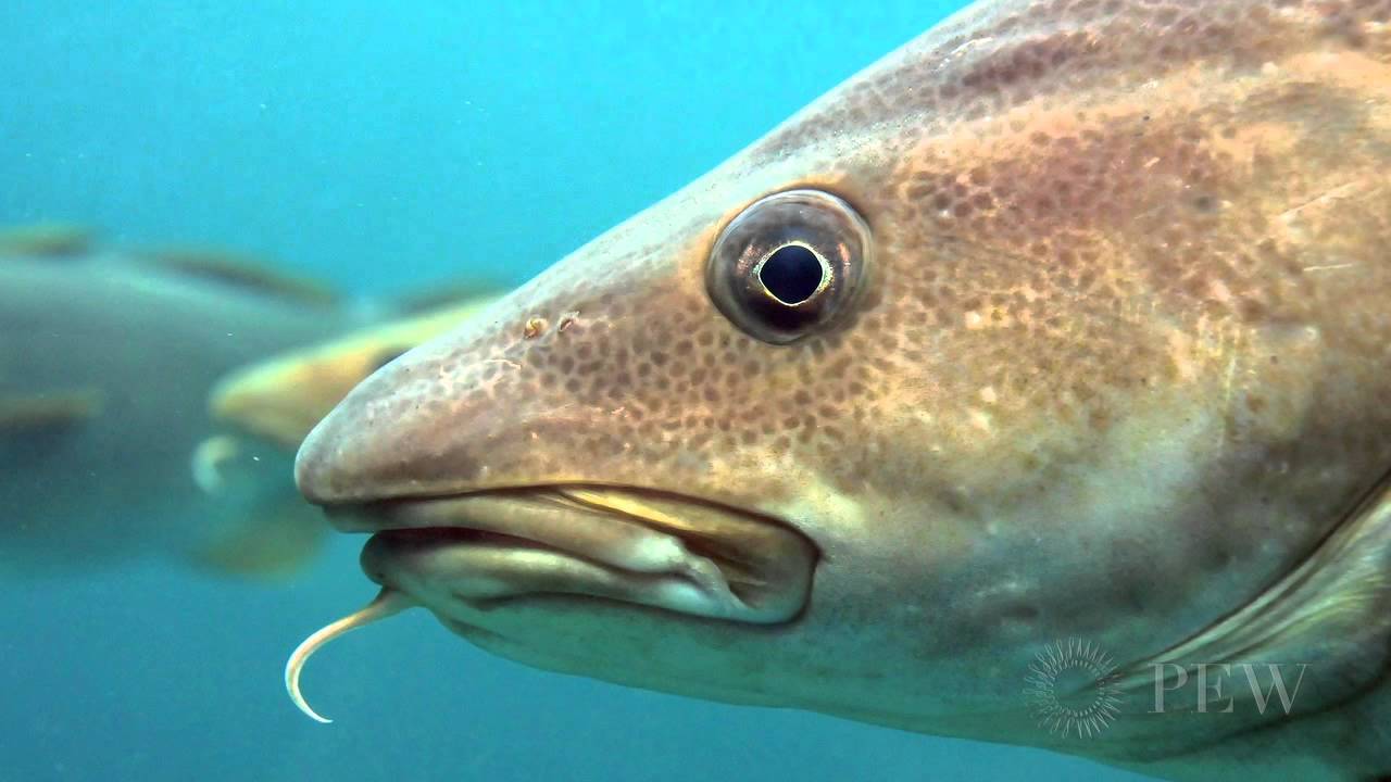 Cod Fish Blank Meme Template