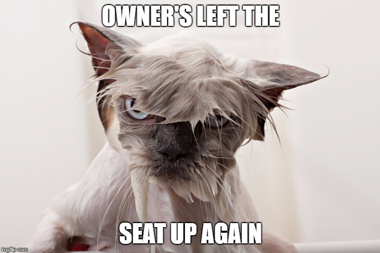 seat up | OWNER'S LEFT THE; SEAT UP AGAIN | image tagged in angry wet cat | made w/ Imgflip meme maker