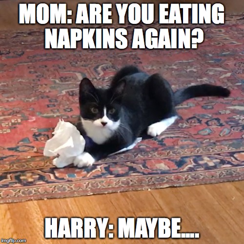 MOM: ARE YOU EATING NAPKINS AGAIN? HARRY: MAYBE.... | image tagged in harrythecat | made w/ Imgflip meme maker