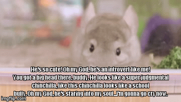 He's so cute! Oh my God, he's an introvert like me! You got a big head there, buddy. He looks like a super judgmental chinchilla, like this chinchilla looks like a school bully. Oh my God, he's staring into my soul...I'm gonna go cry now. | image tagged in gifs | made w/ Imgflip video-to-gif maker