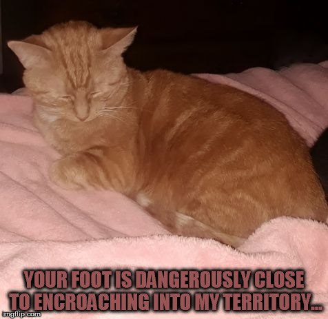 YOUR FOOT IS DANGEROUSLY CLOSE TO ENCROACHING INTO MY TERRITORY... | image tagged in loriharding | made w/ Imgflip meme maker