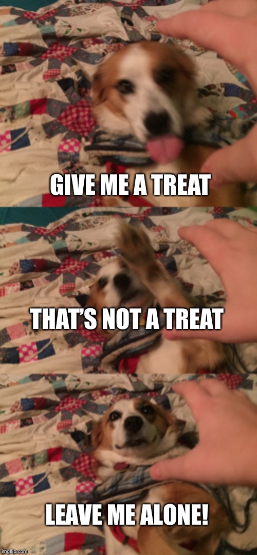 Leave me alone dog | GIVE ME A TREAT; THAT’S NOT A TREAT; LEAVE ME ALONE! | image tagged in leave me alone,dog | made w/ Imgflip meme maker