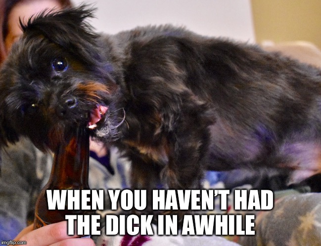 Dog Jokes Dirty Dunia Belajar Find the newest dirty animal meme. dog jokes dirt...