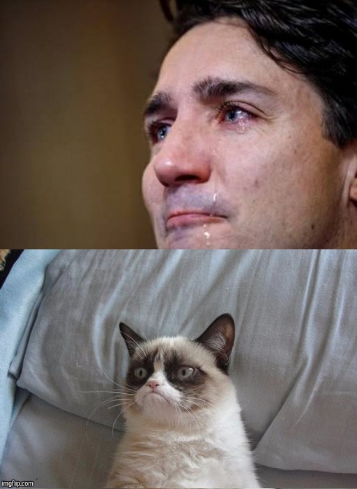 Grumpy Cat owns Trudope Blank Meme Template