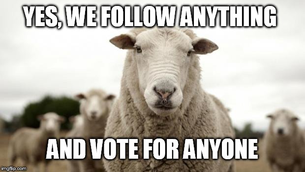 Sheep | YES, WE FOLLOW ANYTHING; AND VOTE FOR ANYONE | image tagged in sheep | made w/ Imgflip meme maker