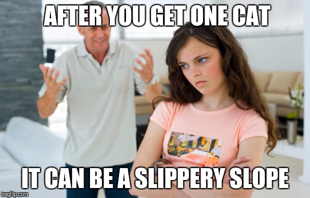 AFTER YOU GET ONE CAT IT CAN BE A SLIPPERY SLOPE | made w/ Imgflip meme maker