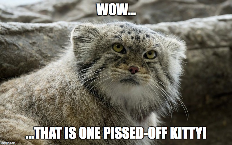 WOW... ...THAT IS ONE PISSED-OFF KITTY! | made w/ Imgflip meme maker