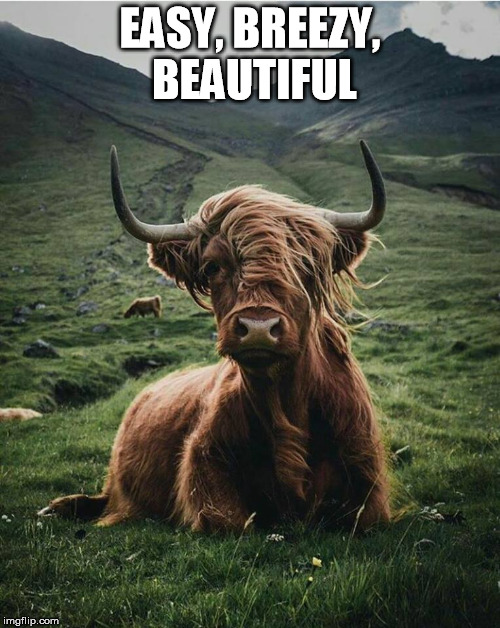 Easy, Breezy, Beautiful | EASY, BREEZY, BEAUTIFUL | image tagged in cover,girl,covergirl,steer,bull,cow | made w/ Imgflip meme maker
