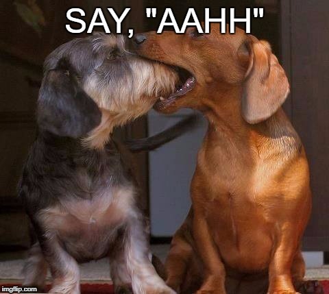 SAY, "AAHH" | image tagged in dog doctor | made w/ Imgflip meme maker