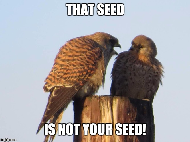 THAT SEED; IS NOT YOUR SEED! | image tagged in bird scolding bird | made w/ Imgflip meme maker