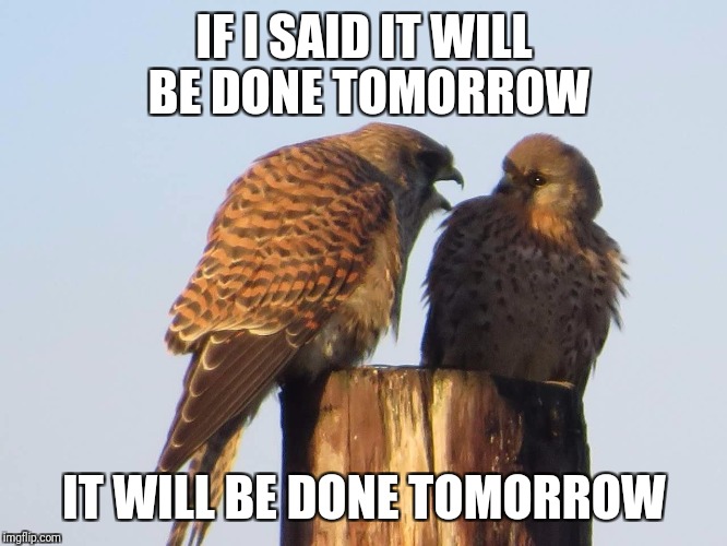 Get off my back | IF I SAID IT WILL BE DONE TOMORROW; IT WILL BE DONE TOMORROW | image tagged in bird,birds,yelling,hawk | made w/ Imgflip meme maker