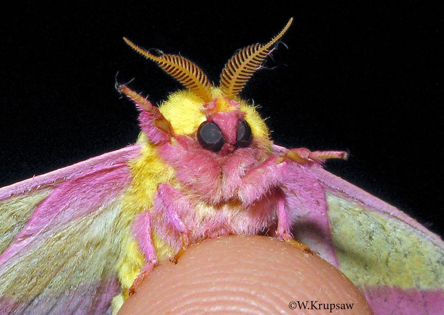 Rainbow moth Blank Meme Template