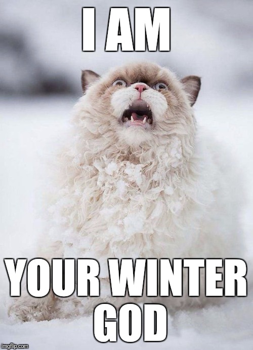 Winter God Cat | I AM; YOUR WINTER GOD | image tagged in cats,winter,memes,funny memes,white,snow | made w/ Imgflip meme maker