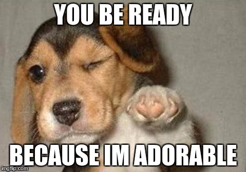 puppy | YOU BE READY; BECAUSE IM ADORABLE | image tagged in puppy | made w/ Imgflip meme maker