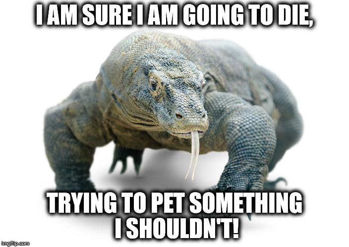 I AM SURE I AM GOING TO DIE, TRYING TO PET SOMETHING I SHOULDN'T! | image tagged in dragon | made w/ Imgflip meme maker