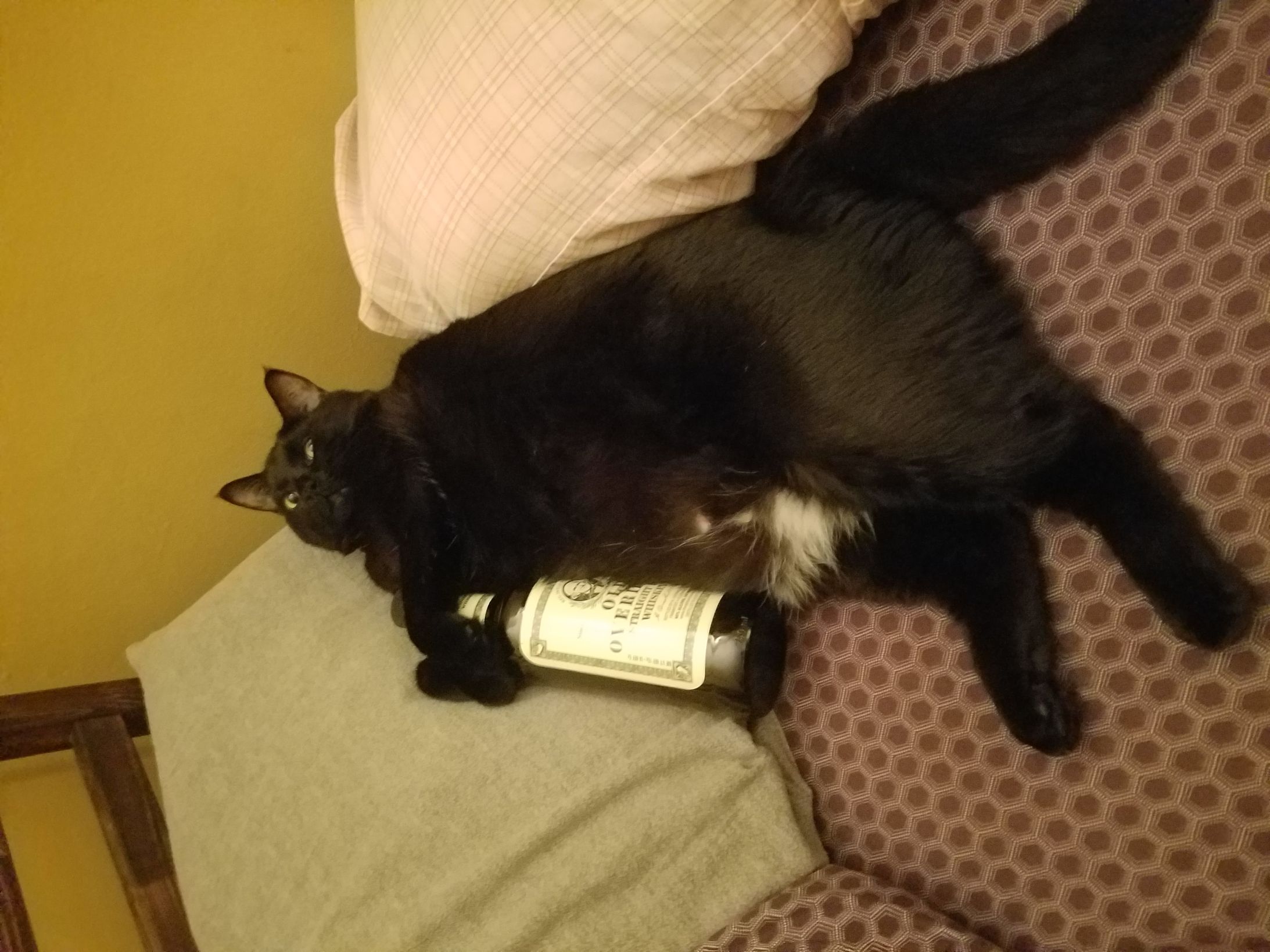 alcohol cat Blank Meme Template