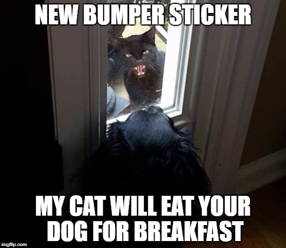 Cat breakfast.. | NEW BUMPER STICKER; MY CAT WILL EAT YOUR DOG FOR BREAKFAST | image tagged in cat,dog,the rock driving evil cat | made w/ Imgflip meme maker