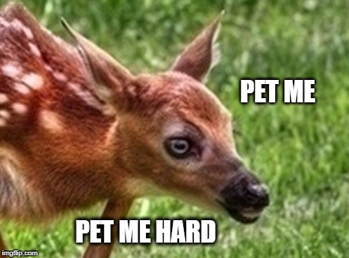Harder!



 | PET ME PET ME HARD | image tagged in swiggity swooty,pet me,pet,bambi,heavy petting | made w/ Imgflip meme maker