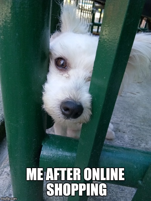 waiting | ME AFTER ONLINE SHOPPING | image tagged in ill just wait here,still waiting,waiting,doge,dogs,dog | made w/ Imgflip meme maker