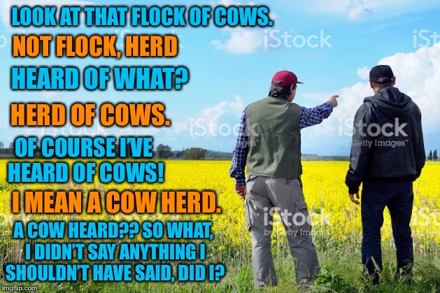 Abbot and Costello as farmers | NOT FLOCK, HERD; LOOK AT THAT FLOCK OF COWS. HEARD OF WHAT? HERD OF COWS. OF COURSE I’VE HEARD OF COWS! I MEAN A COW HERD. A COW HEARD?? SO WHAT, I DIDN’T SAY ANYTHING I SHOULDN’T HAVE SAID, DID I? | image tagged in farmer,farmers,cow,cows,bad pun | made w/ Imgflip meme maker