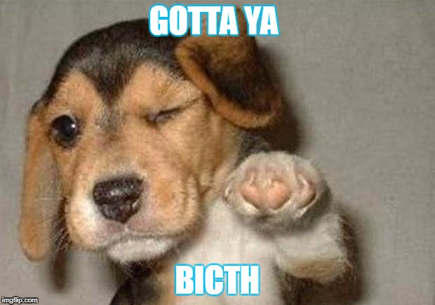 Winking Dog | GOTTA YA; BICTH | image tagged in winking dog | made w/ Imgflip meme maker
