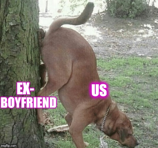 Dog wiping ass on tree | BOYFRIEND; US; EX- | image tagged in dog wiping ass on tree | made w/ Imgflip meme maker