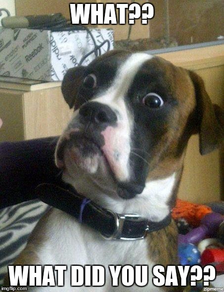 Funny Dog | WHAT?? WHAT DID YOU SAY?? | image tagged in funny dog | made w/ Imgflip meme maker