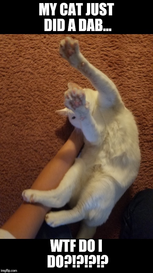 My Crazy Cat | MY CAT JUST DID A DAB... WTF DO I DO?!?!?!? | image tagged in funny | made w/ Imgflip meme maker
