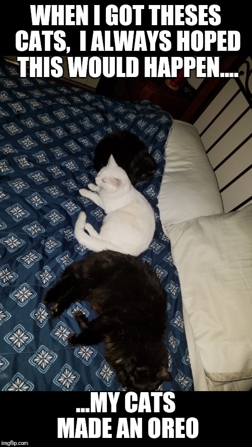 My Crazy Cats | WHEN I GOT THESES CATS,  I ALWAYS HOPED THIS WOULD HAPPEN.... ...MY CATS MADE AN OREO | image tagged in funny | made w/ Imgflip meme maker