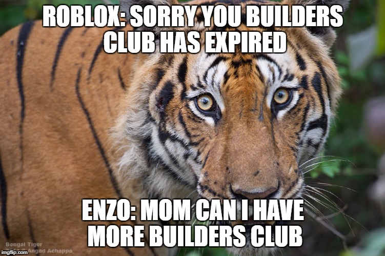 ROBLOX: SORRY YOU BUILDERS CLUB HAS EXPIRED; ENZO: MOM CAN I HAVE MORE BUILDERS CLUB | image tagged in roblox | made w/ Imgflip meme maker