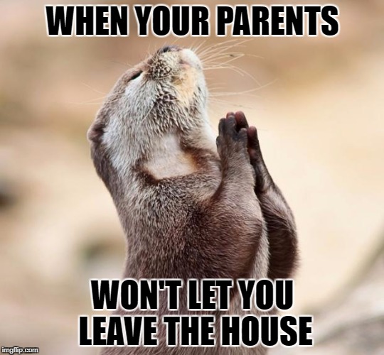 animal praying | WHEN YOUR PARENTS; WON'T LET YOU LEAVE THE HOUSE | image tagged in animal praying | made w/ Imgflip meme maker