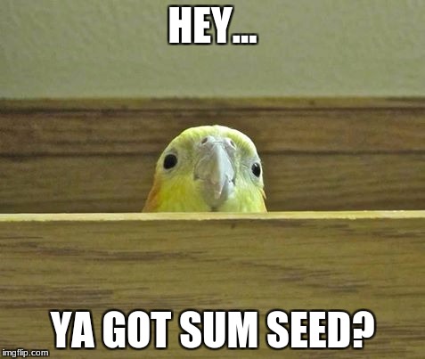The Birb | HEY... YA GOT SUM SEED? | image tagged in the birb | made w/ Imgflip meme maker