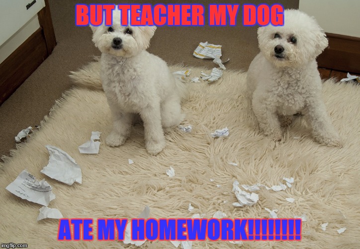 Dog Ate Homework | BUT TEACHER MY DOG; ATE MY HOMEWORK!!!!!!!! | image tagged in dog ate homework | made w/ Imgflip meme maker