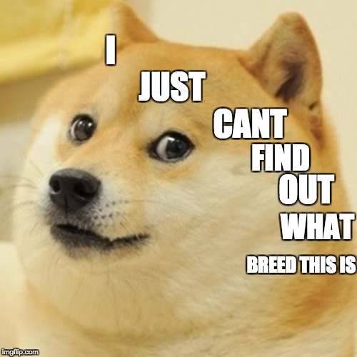 Doge Meme | I; JUST; CANT; FIND; OUT; WHAT; BREED THIS IS | image tagged in memes,doge | made w/ Imgflip meme maker
